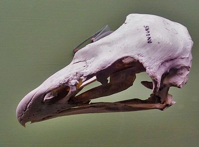 A Harpagornis Skull