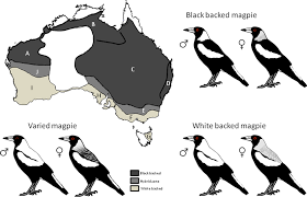 Australian Magpie subspecies