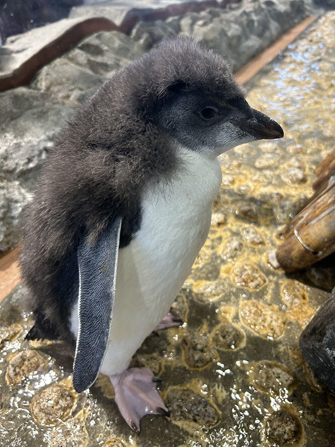 Rockhopper Penguin 3